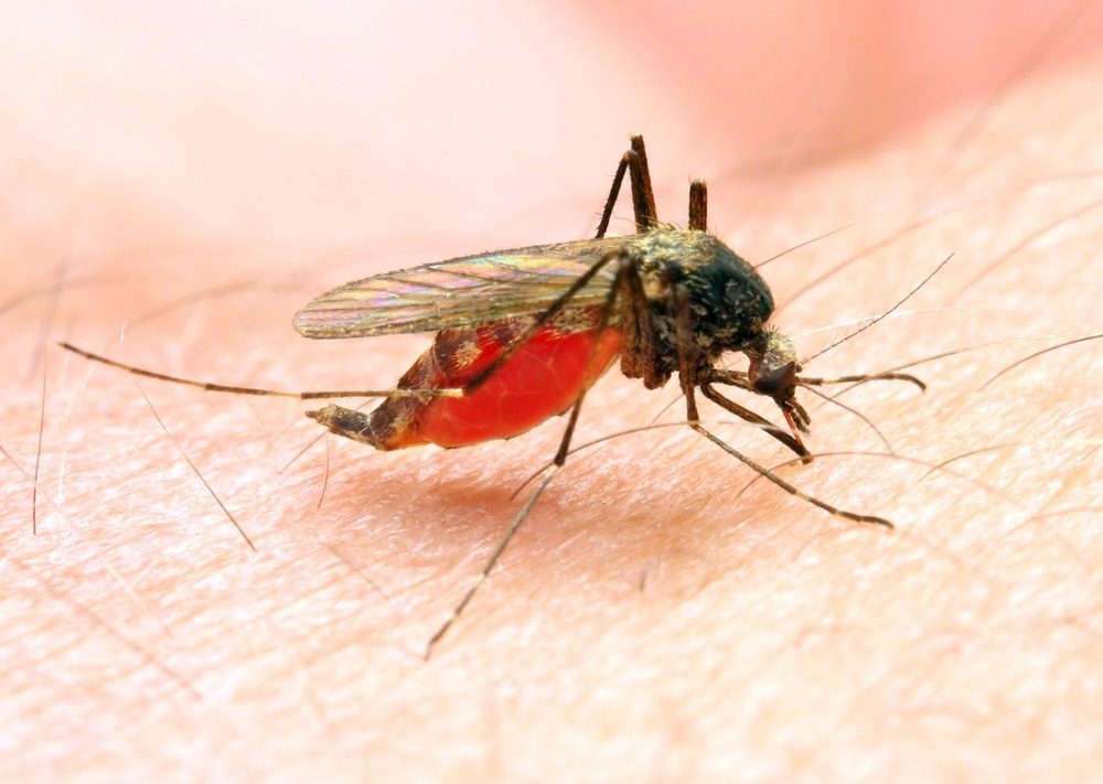 mug malaria