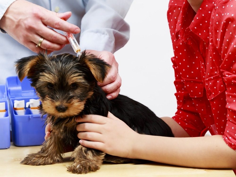vaccines for pets