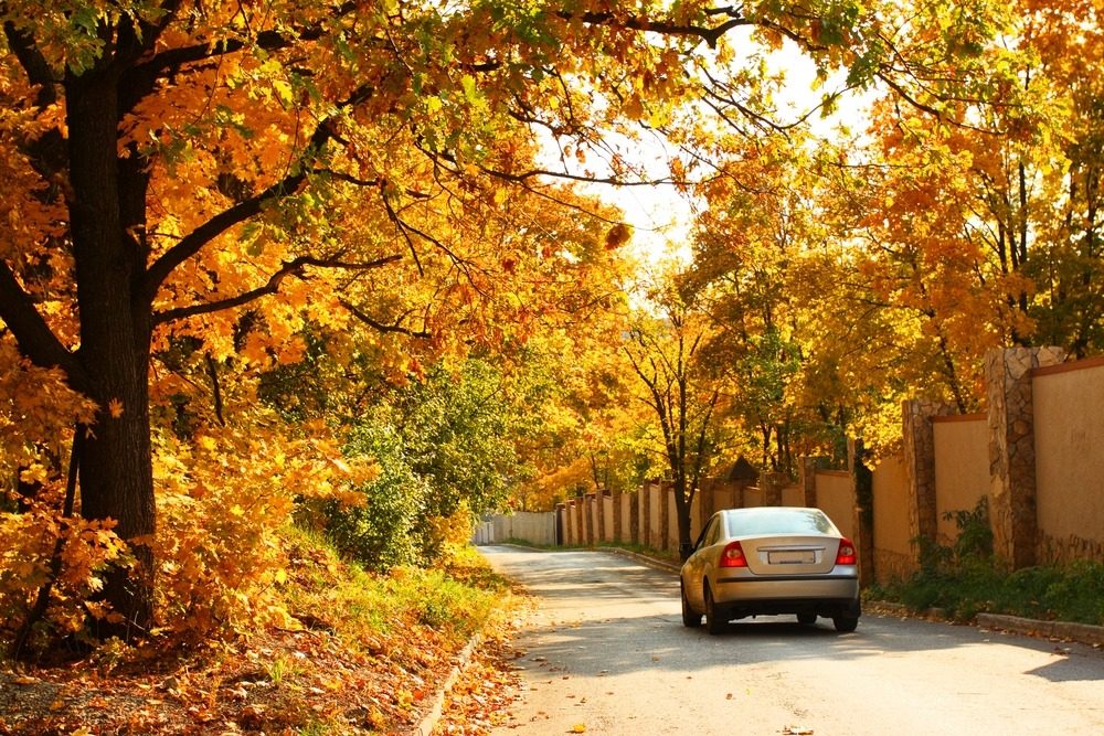 Autumn driving