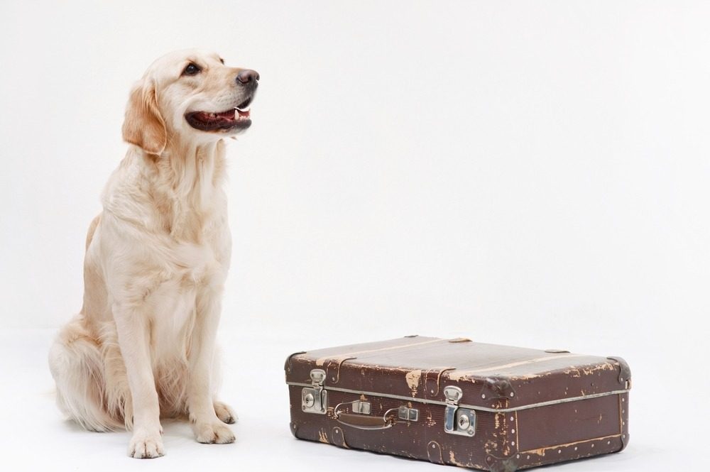 Pet next to a travel suitcase