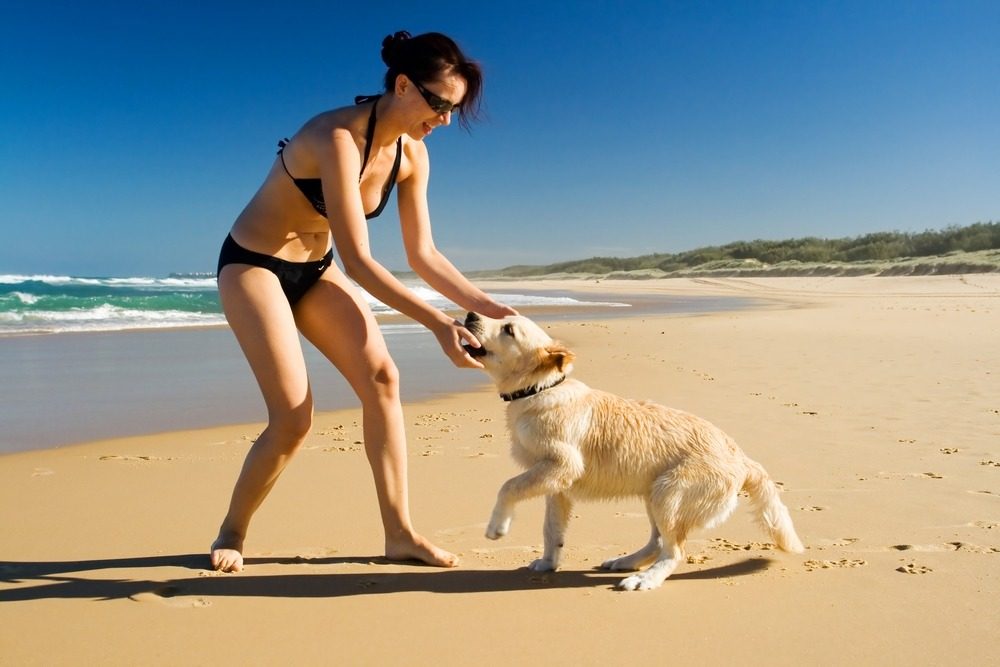 Beach with a dog