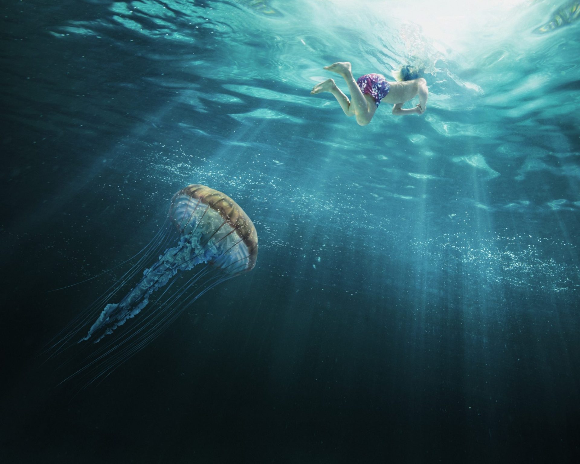 Jellyfish