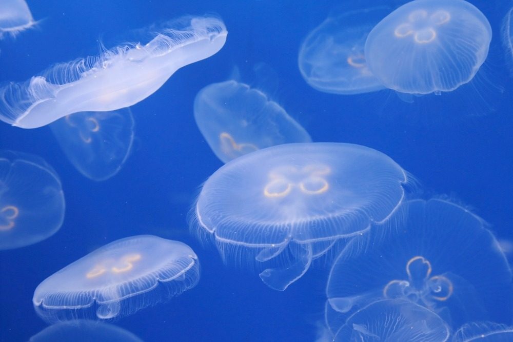 Jellyfish sting