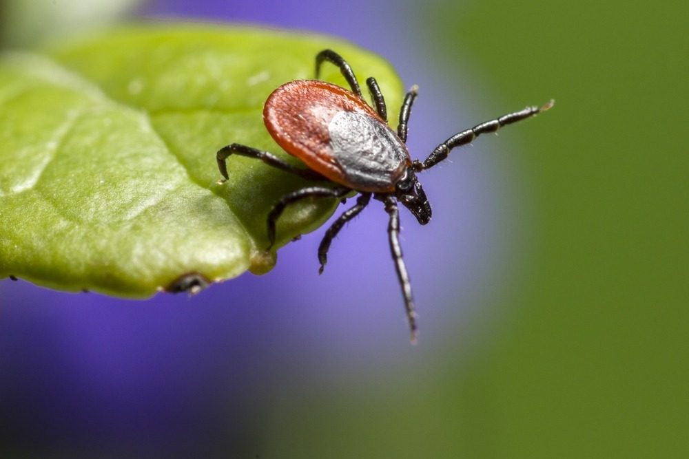 Tick on a leaf