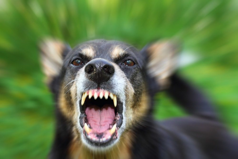 aggressive dog