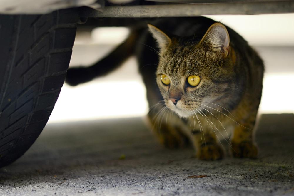 Cat under a car