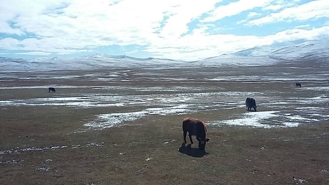 Sibérie-Mongolie4
