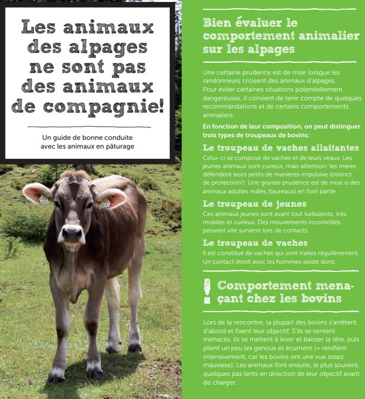 Guide: how should you behave around livestock in alpine pastures?