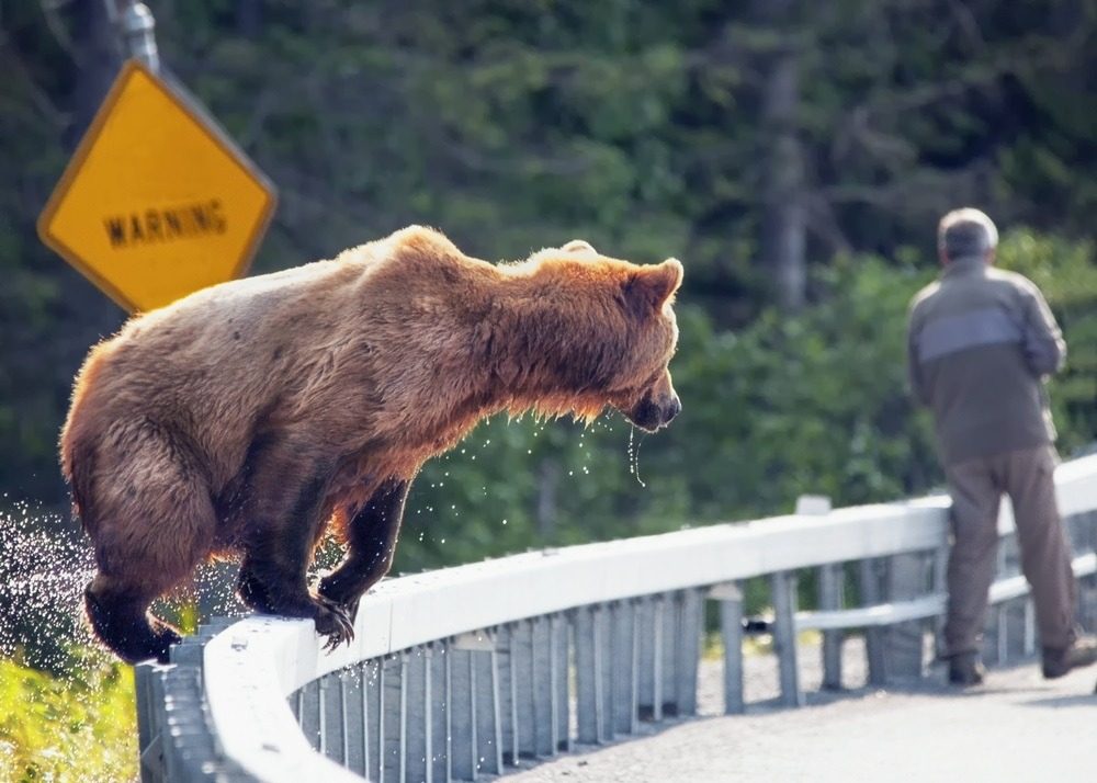 Een grizzly duikt op achter een toerist op een wag in de Verenigde Staten
