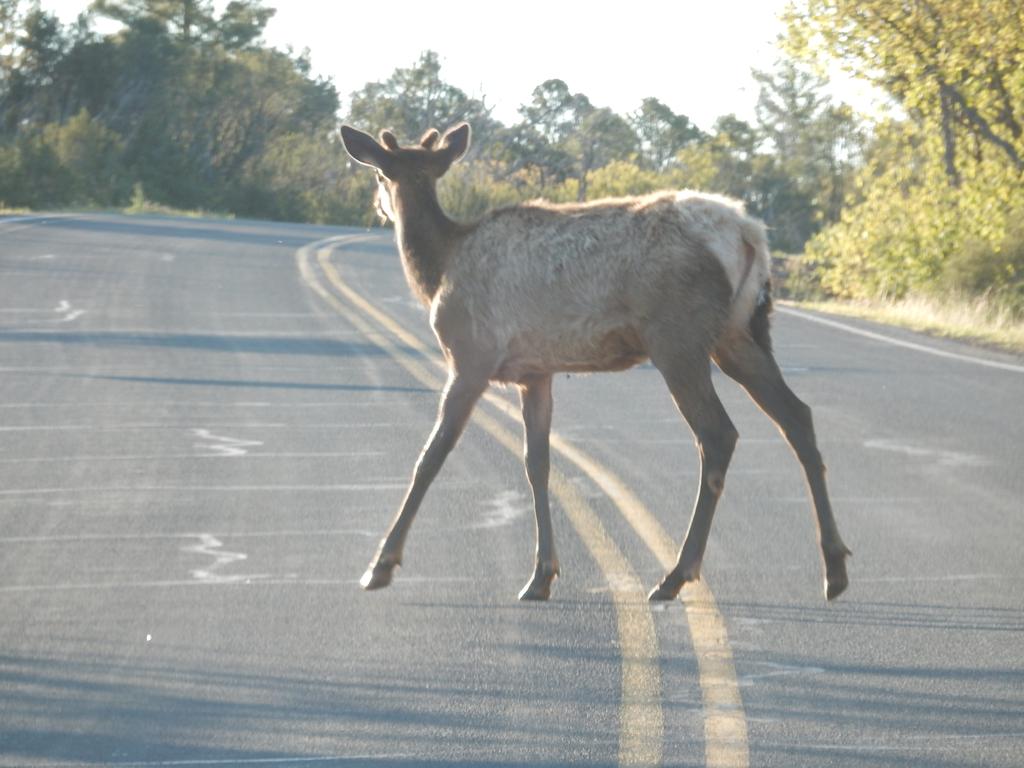 Animal on the road USA