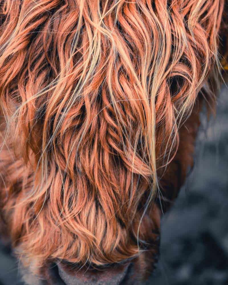 highland cows