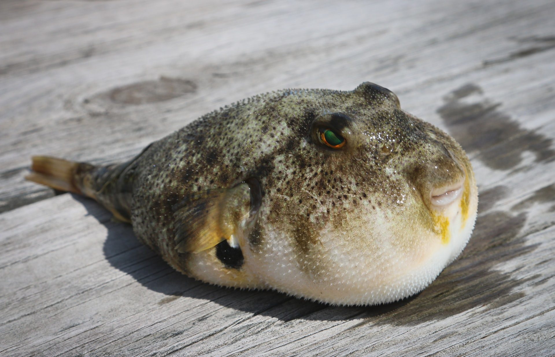 Mediterranean pufferfish