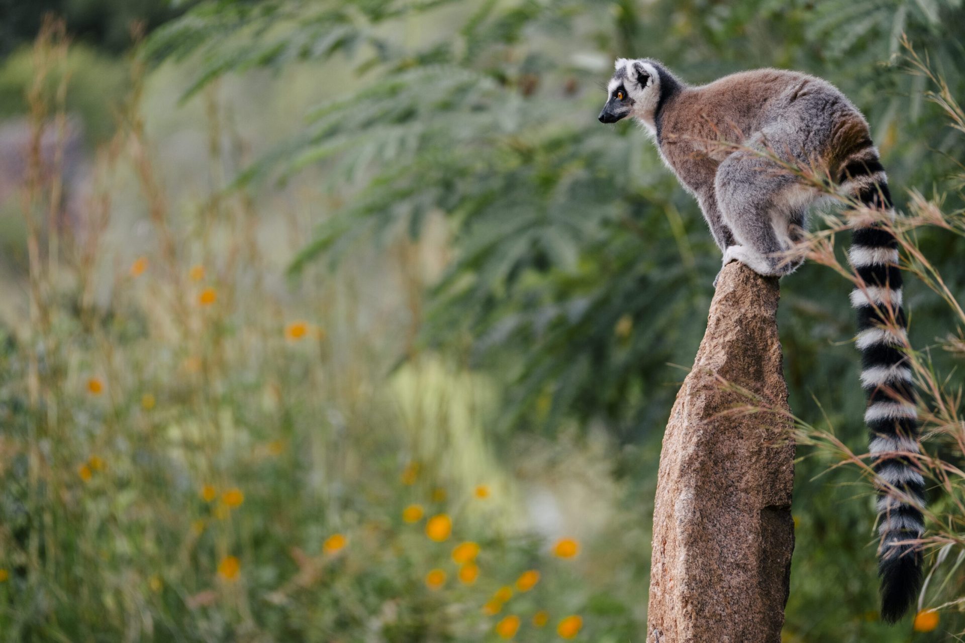 Maki Catta in Madagaskar