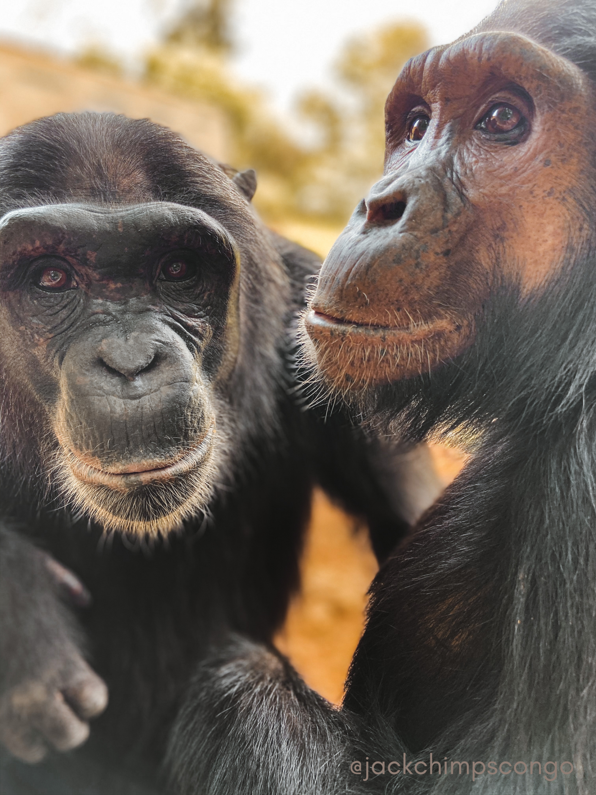 Bonobo in Afrika