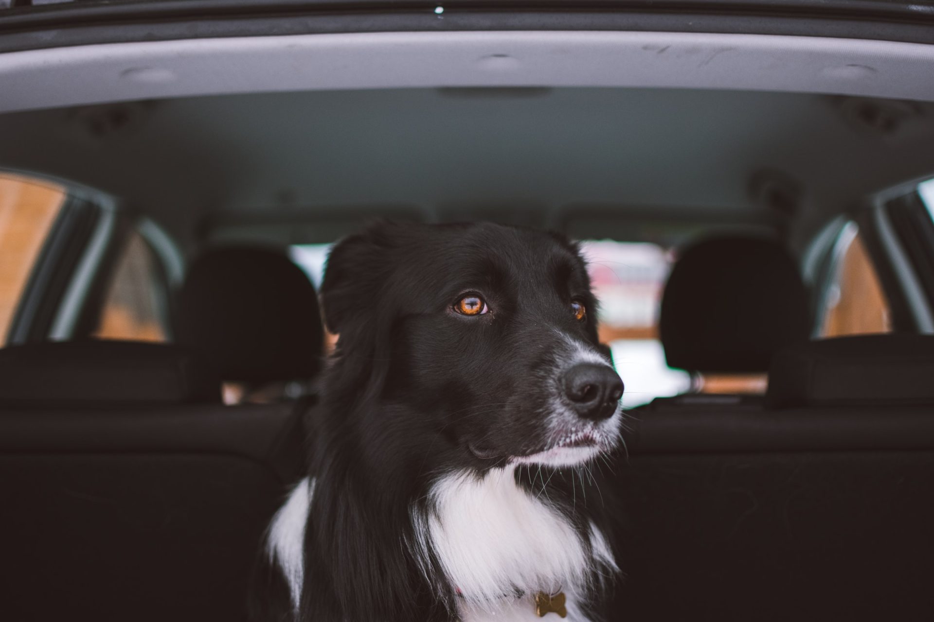 Dog in the car