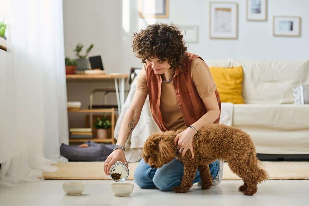 Pet sitter feeding a dog in a house