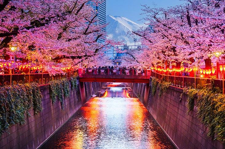 Japan cherry blossoms in spring